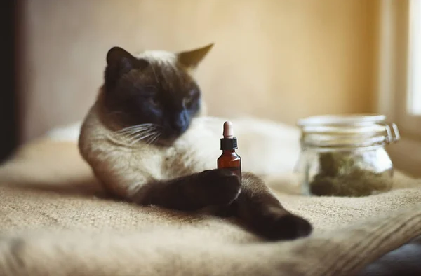 aceite de gato cbd