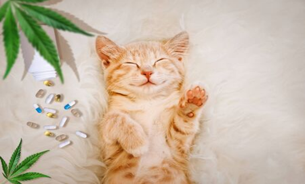 cat on floor with cbd capsule